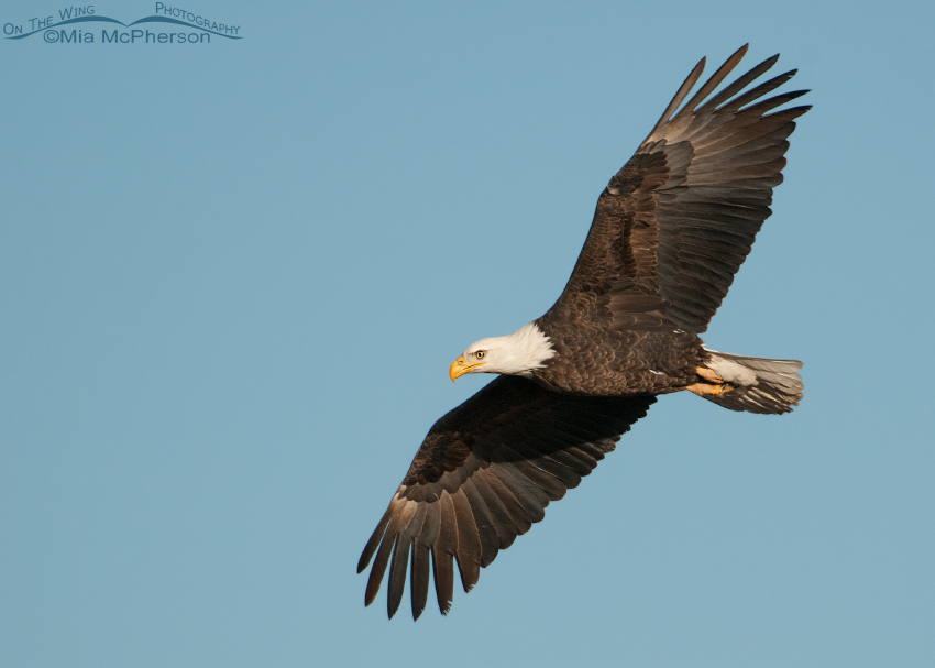 Bald Eagle in flight in a clear blue sky