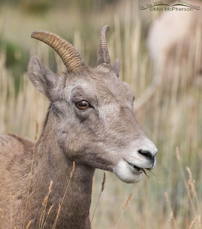 Portrait of a Bighorn Sheep ewe