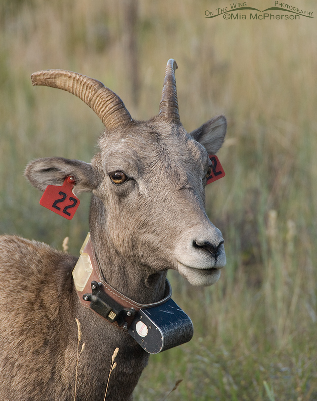 Tagged and radio-collared Bighorn ewe, Flaming Gorge National Recreation Area in Daggett County, Utah