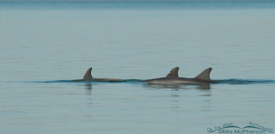 Tri pod of Bottlenose Dolphins