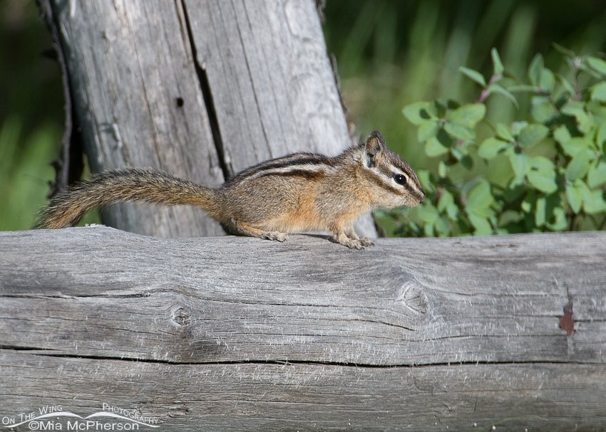 Yellow-pine Chipmunk in Idaho