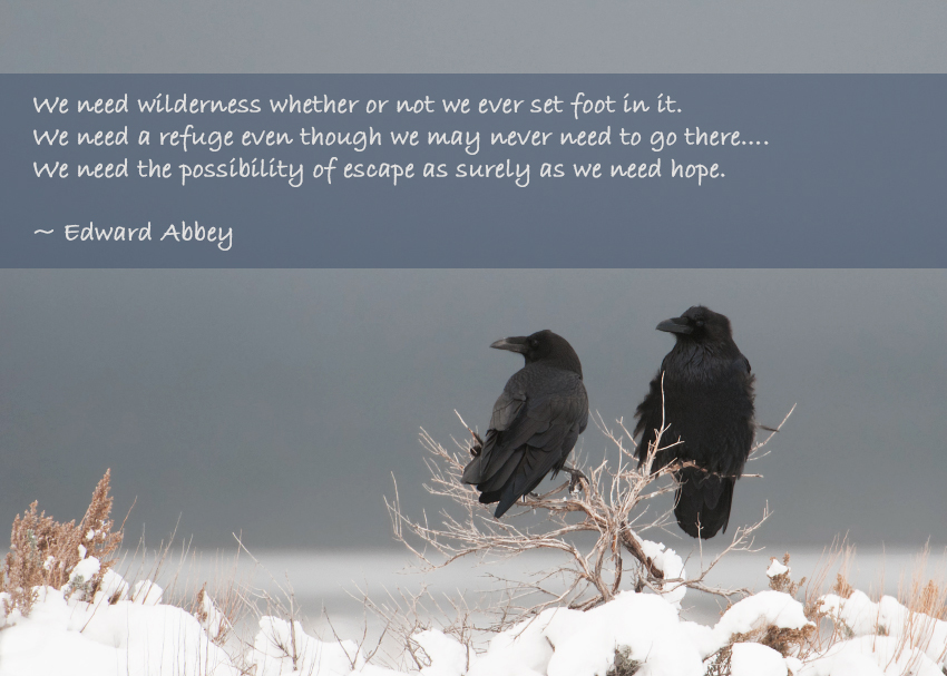 Common Ravens in a storm, Antelope Island State Park, Davis County, Utah