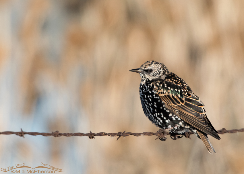 European Starling on rusty barbed wire
