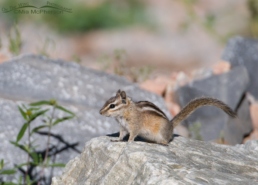 Least Chipmunk of the Mt Nebo Scenic Byway