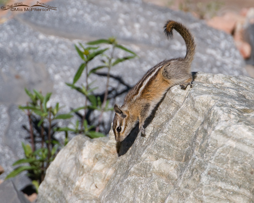 Least Chipmunk climbing down a rock along the Mount Nebo Scenic Byway