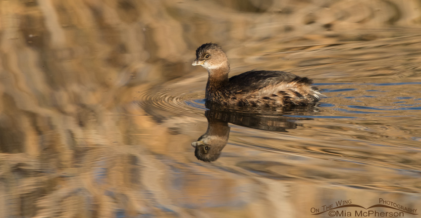 Golden Reflections and a Pied-billed Grebe