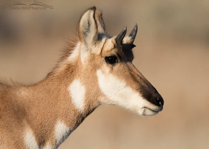 Pronghorn yearling portrait