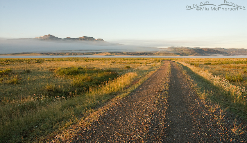 Early morning fog at Red Rock Lakes NWR, Centennial Valley, Beaverhead County, Montana