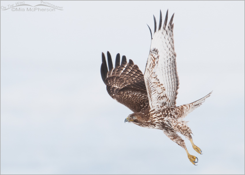 Red-tailed Hawk juvenile in flight in low light