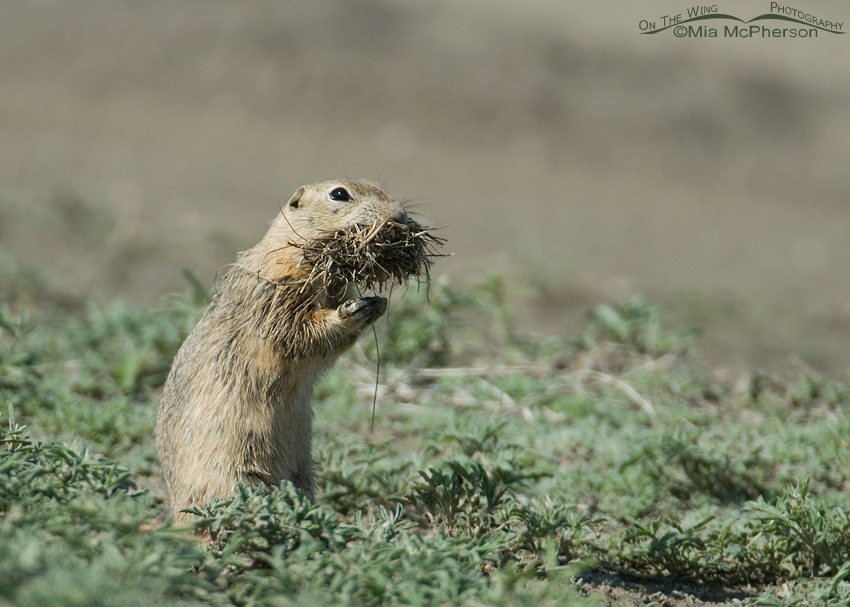 Richardson's Ground Squirrel with a mouthful, Glacier County, Montana