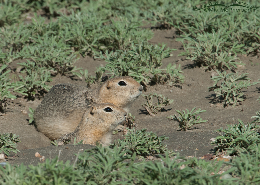 Pair of Richardson's Ground Squirrels