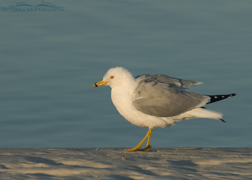 Fluffy Ring-billed Gull after bathing