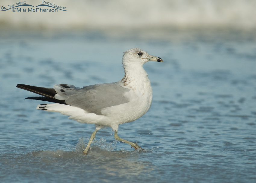 Second Fall Ring-billed Gull