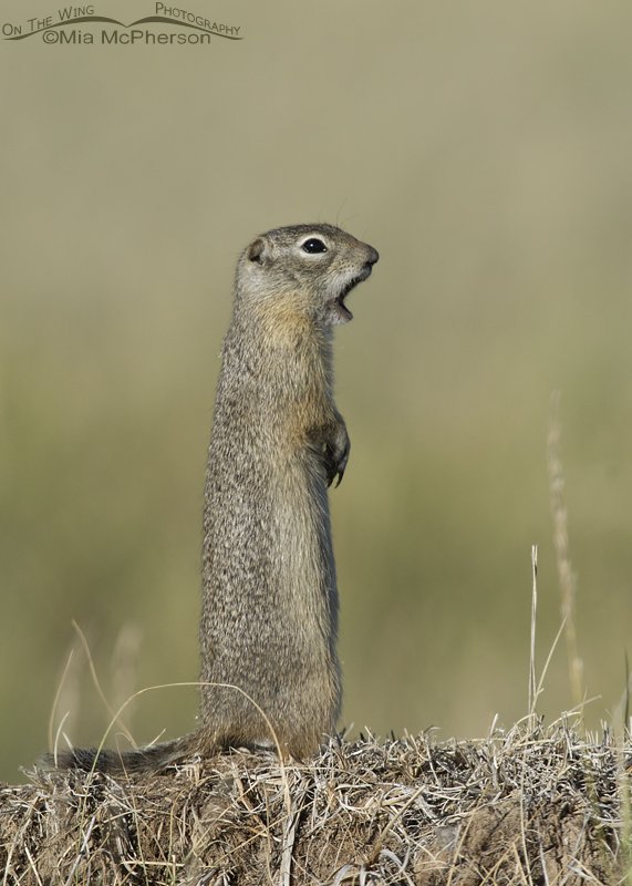 Standing Uinta Ground Squirrel