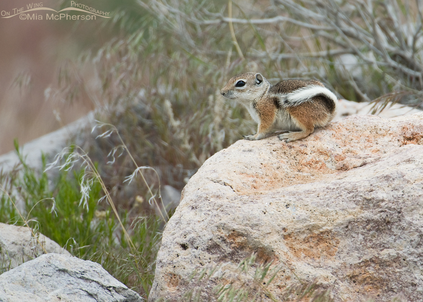 White-tailed Antelope Squirrel Images