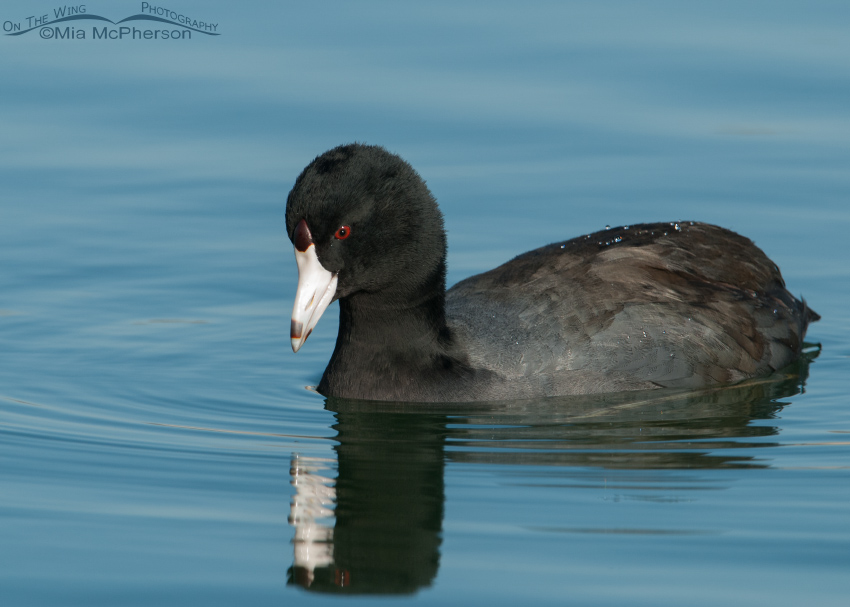 One serious looking Coot