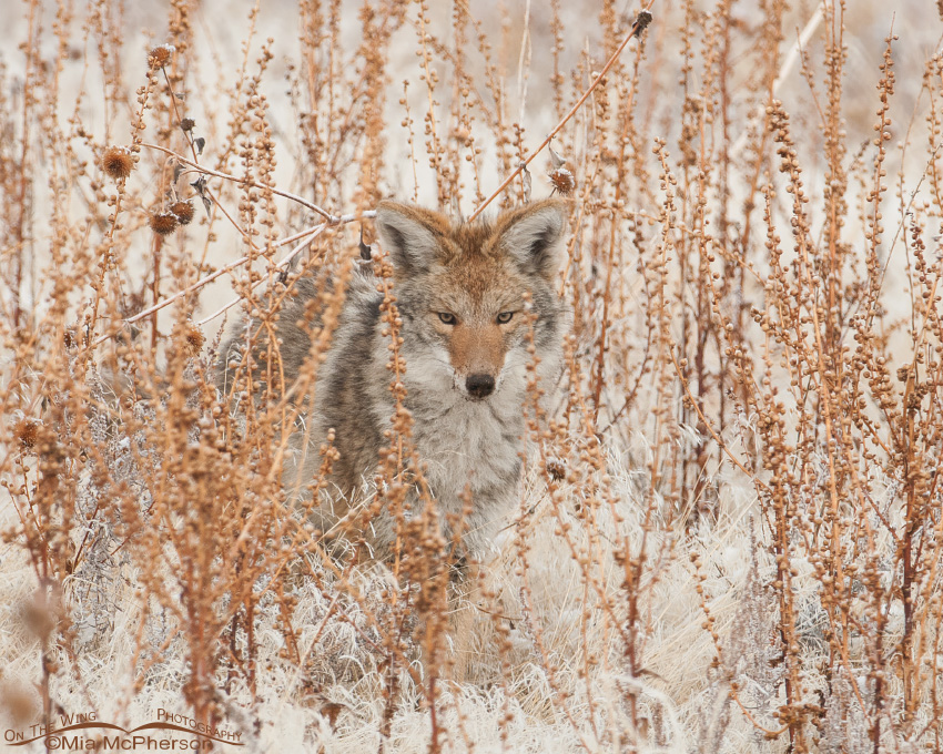 Coyote blending into its habitat, Antelope Island State Park, Davis County, Utah