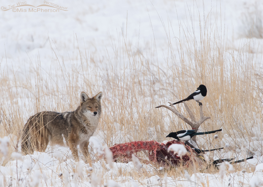 Magpies and a Coyote