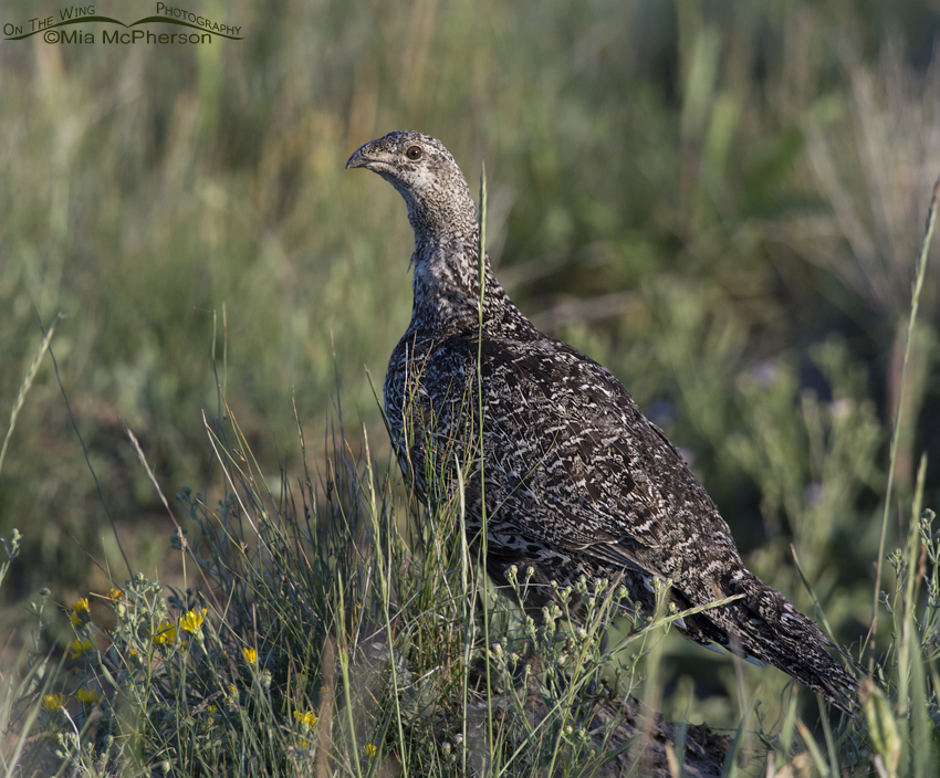 Greater Sage-Grouse in Montana