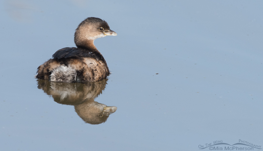 Pied-billed Grebe and still water