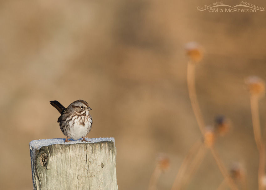 Song Sparrow on a fence post