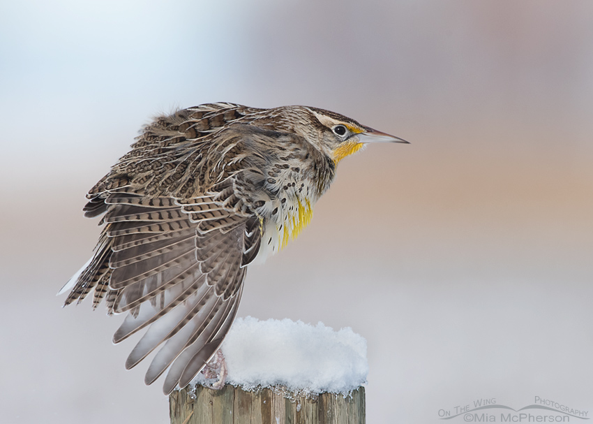 Western Meadowlark wing stretch