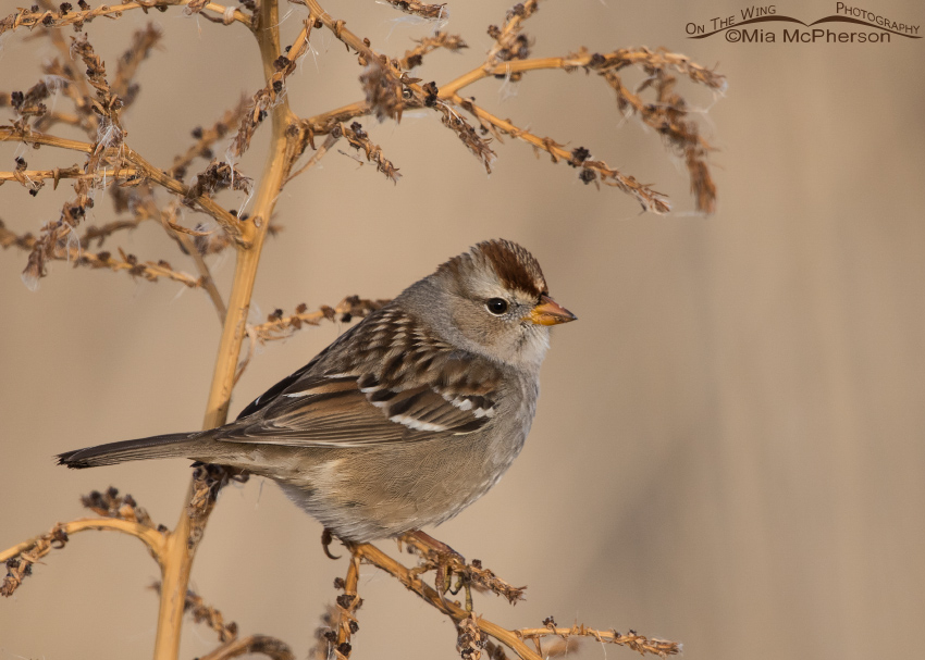 Juvenile White-crowned Sparrow on a December day