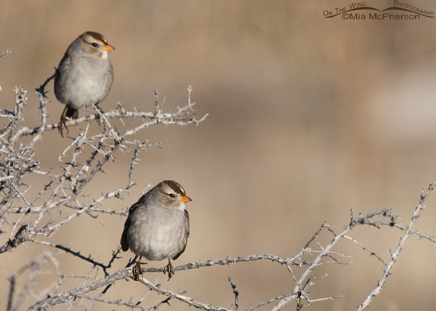 Juvenile White-crowned Sparrows