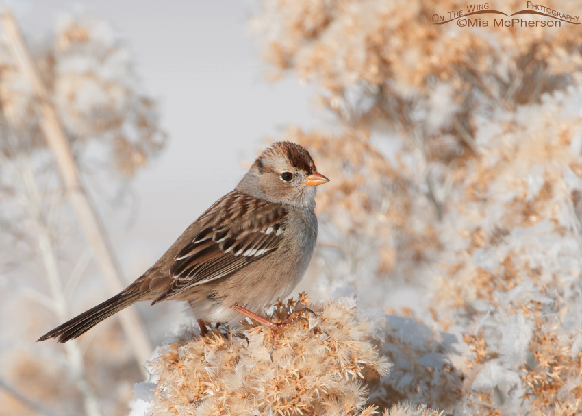 White-crowned Sparrow juvenile on a cold winter day