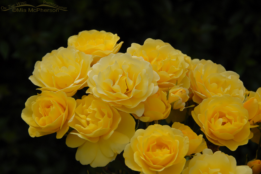 Yellow Rose and a dark background, Wellington, New Zealand