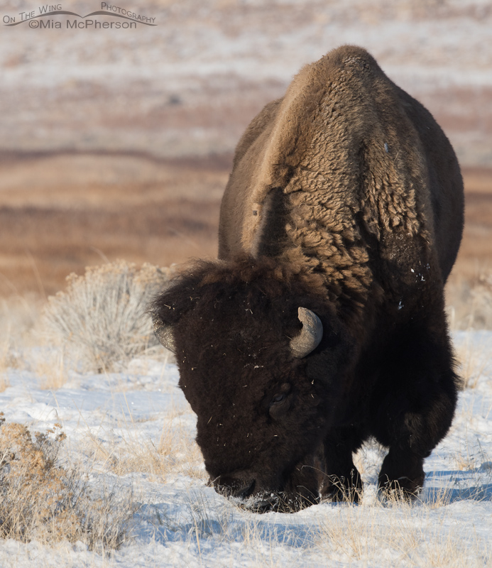 Bison bull grazing through the snow