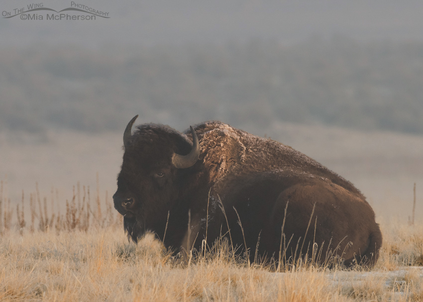 Bison bull in a morning fog