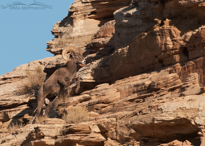 Bighorn Sheep ram at Dead Horse Point State Park