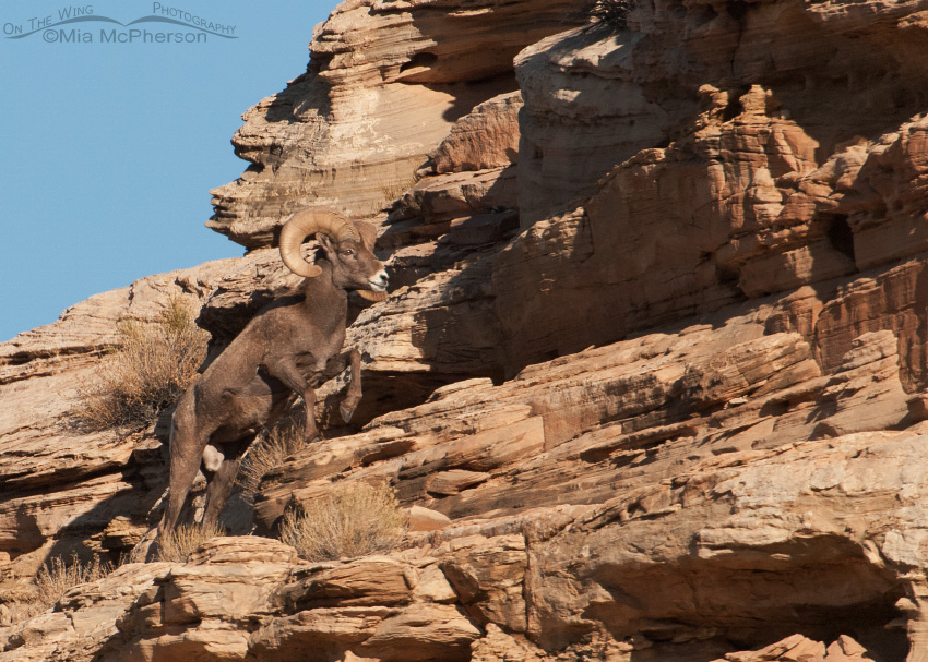 Bighorn Sheep Images