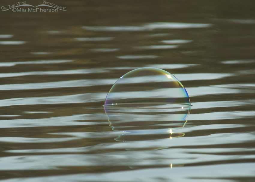 Bubble on the water