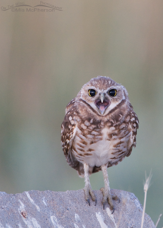 Calling juvenile Burrowing Owl