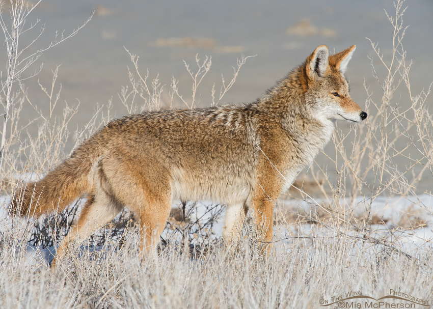 An alert Coyote