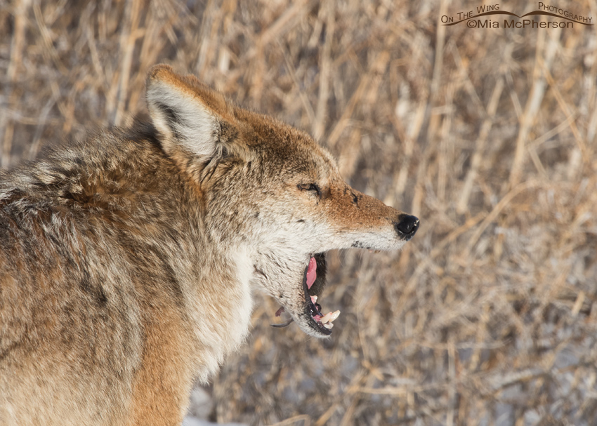 Coyote eating a vole