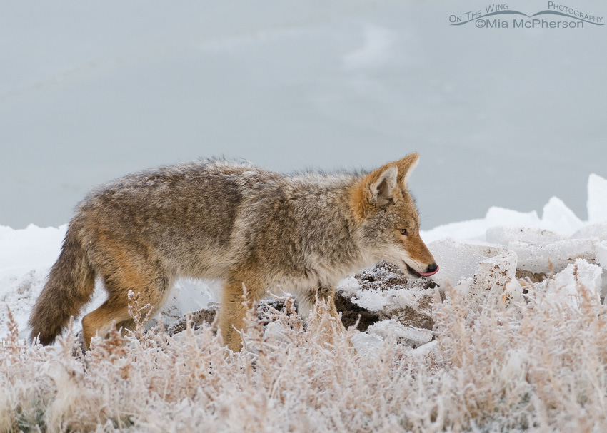 Coyote after finishing off a vole