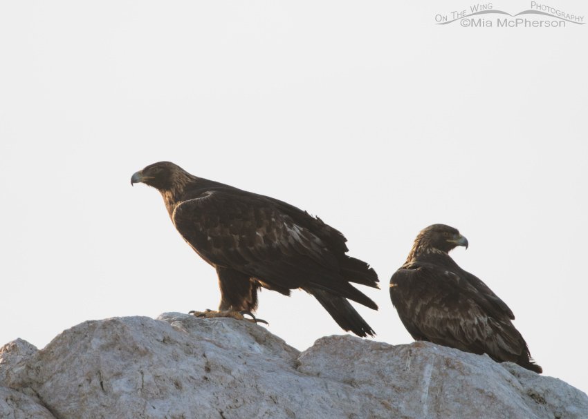 Back lit Golden Eagle pair