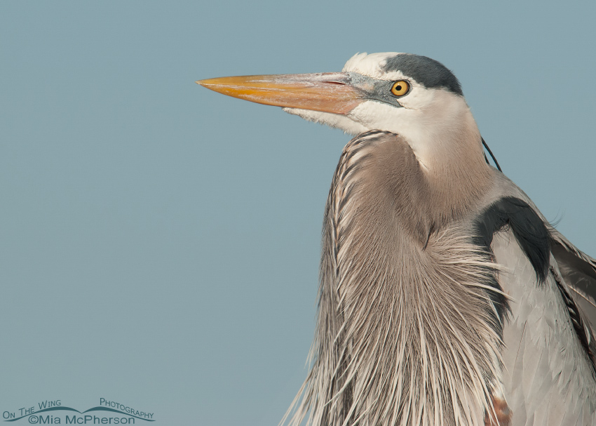 Great Blue Heron up close, Fort De Soto County Park, Pinellas County, Florida