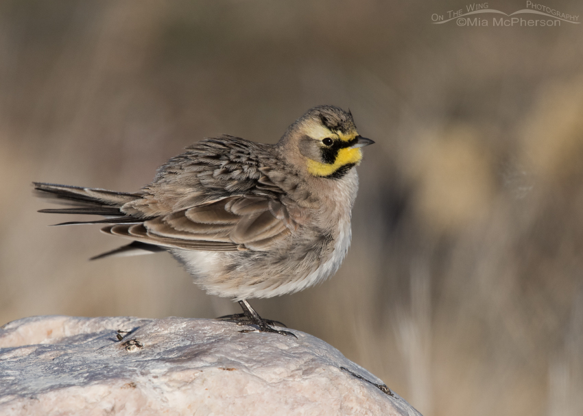 Horned Lark