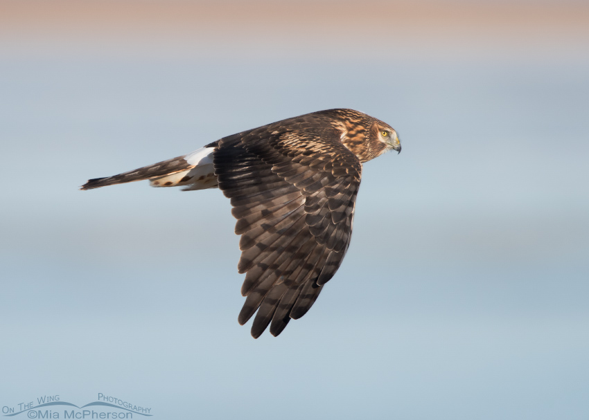 Northern Harrier in flight next to the Antelope Island Causeway