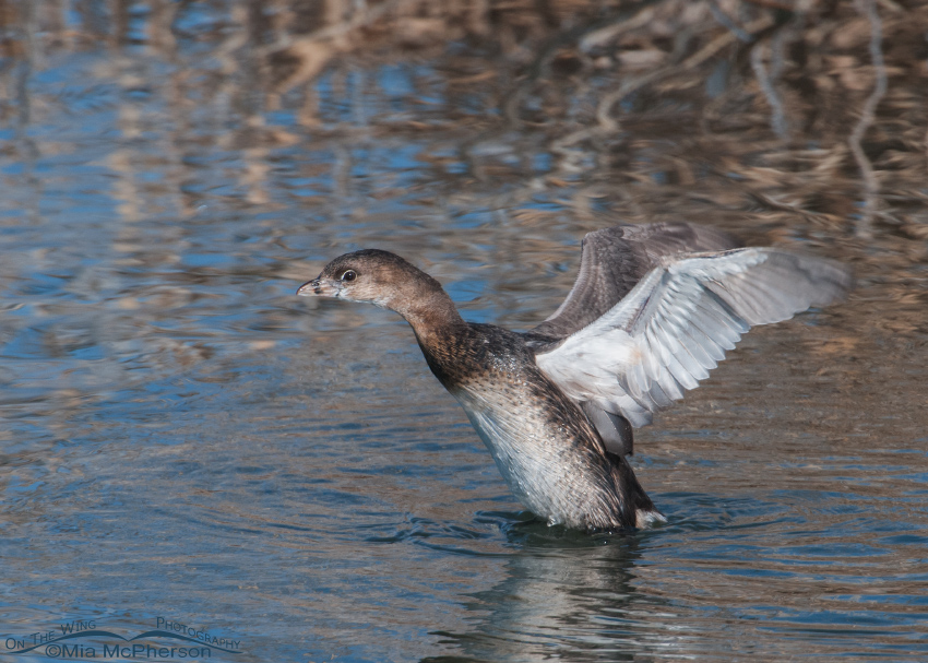 Pied-billed Grebe flapping its wings