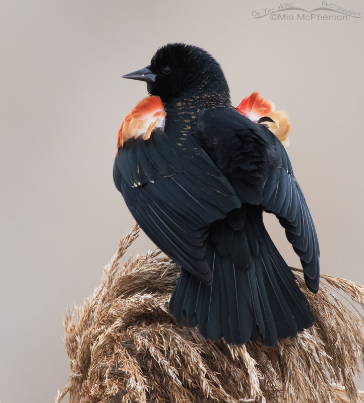 Red-winged Blackbird male displaying