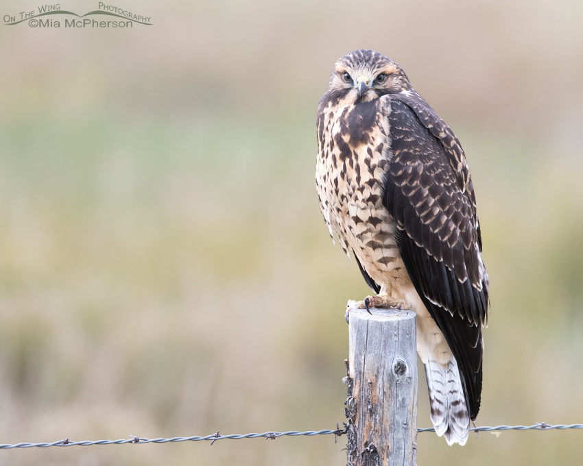 Swainson's Hawk juvenile in low light
