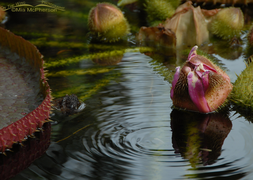 Amazon Water Lily photographed in Auckland, New Zealand