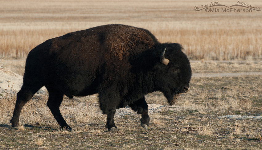 Big, dark Bison bull