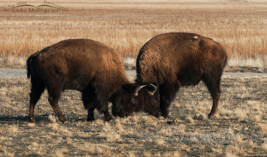 Young Bison butting heads