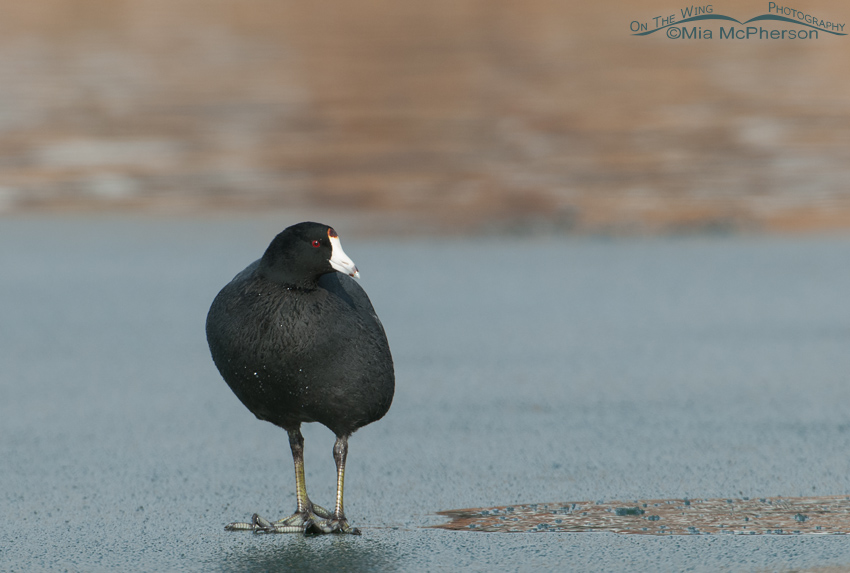American Coot standing on thin ice